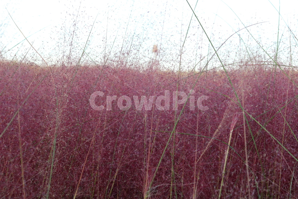 핑크뮬리,뮬리,식물,자연,벼과,분홍쥐꼬리새,가을,가을,계절,fall,autumn,season,grass,잔디,plant