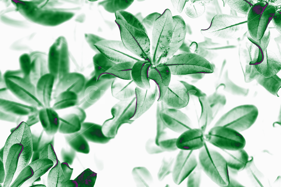 꽃배경,백그라운드,식물배경,클로즈업,배경화면,아름다운꽃,flower,beauty,nature,flowersbackground,background,나뭇잎배경,화려한,꽃,flower