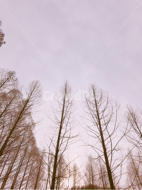 나무,하늘,나뭇가지,풍경,겨울,자연,풍경,nature,landscape,tree,plant,식물