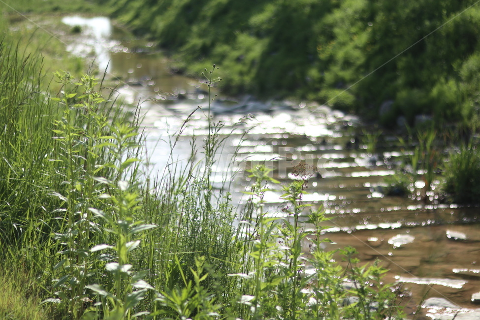 보케,빛,물,푸르름,맑음,자연,풍경,nature,landscape,식물,plants,water,outdoors,옥외,land,땅