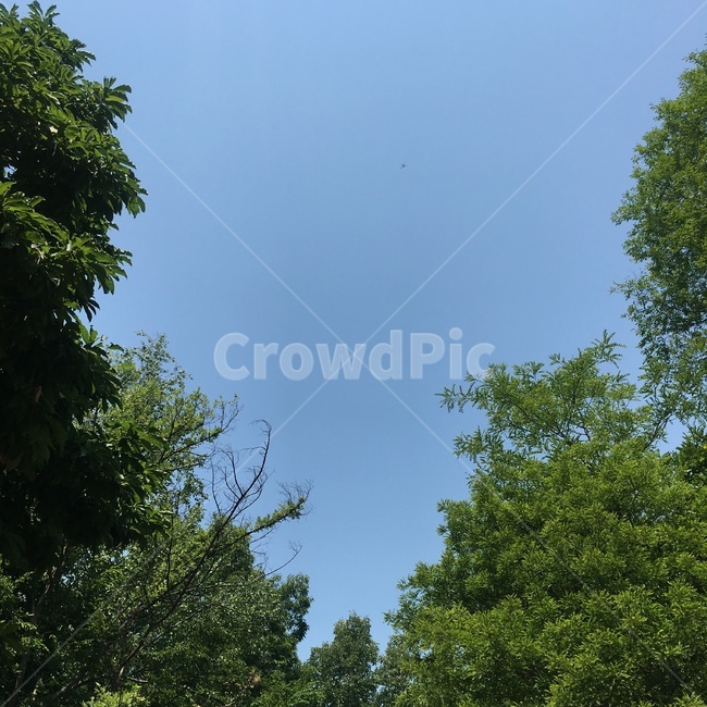 하늘,나무,sky,풍경,일상,자연,풍경,nature,landscape,tree,plant,식물
