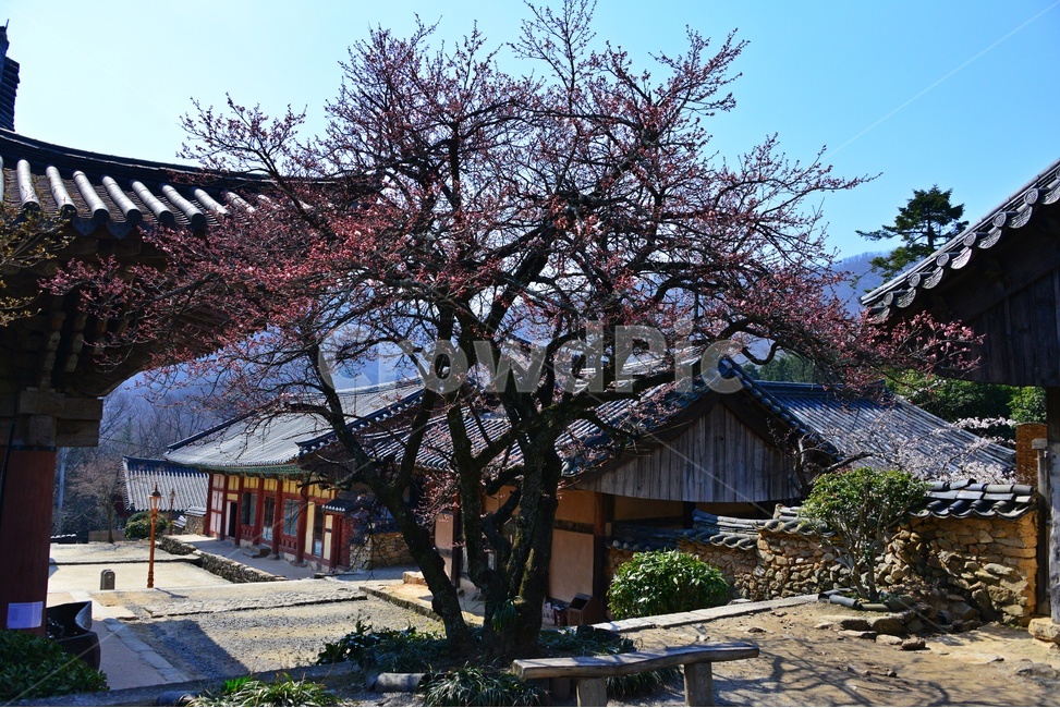 outdoors,옥외,tree,나무,plant,식물,treetrunk,나무줄기,승주,선암사,사찰,절,매화,홍매화,선암매
