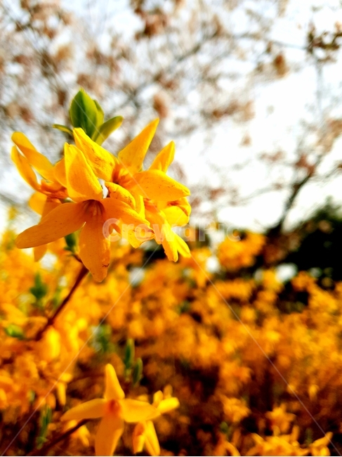 개나리,봄,따뜻함,꽃,오후,노란색,spring,forsythia,flower,화창한날씨,햇살,식물,자연,plants,nature,꽃,flower