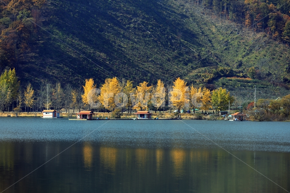 물,자연,나무,식물,은행나무,저수지,가을,계절,fall,autumn,season,자연,풍경,nature,landscape,water,tree,plant,outdoors,옥외