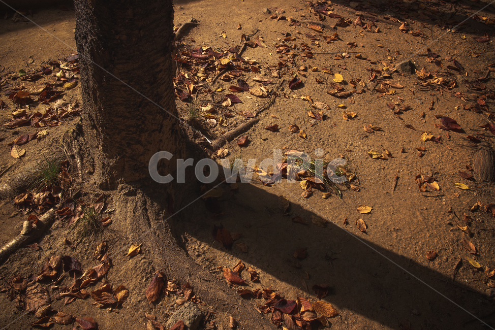 바닥,흙길,자갈,ground,dirtroad,gravel,그림자,shadow,가을,fall,autumn,나무,tree,식물,자연,plants,nature,나무,trees,wood