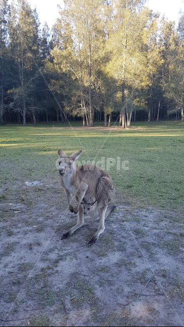 kangaroo,캥거루,animal,sydney,australia,시드니,호주,동물,공원,park,동물,animal,포유류,mammal