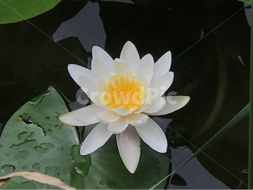 순결,순수,연꽃,연못,부처,식물,자연,plants,nature,꽃,flower