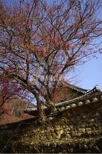 지붕,기와지붕,전통,나무,담,한국전통,한국문화,korean traditional,korean culture,건축물,건물외관,exterior,building,structure,architecture,construction
