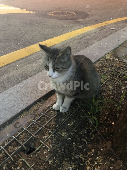 고양이,회색고양이,길고양이,밤,앉아있는고양이,동물,animal,포유류,mammal,고양이,cat,kitten,kitty