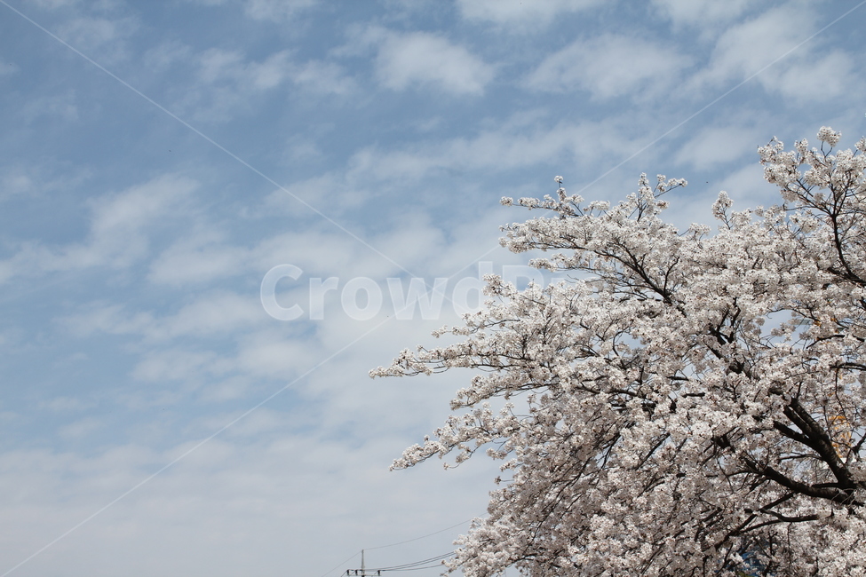 풍경,자연,벚꽃,봄,경치,꽃나무,봄꽃,봄,계절,spring,season,자연,풍경,nature,landscape,plant,식물,blossom,꽃,flower
