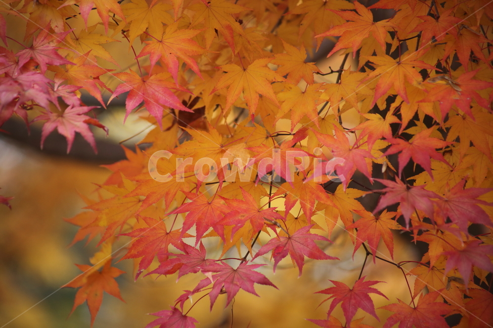 단풍,단풍나무,엽록소,가을,redleaves,가을,계절,fall,autumn,season,식물,자연,plants,nature,plant,leaf,잎,tree,나무,maple