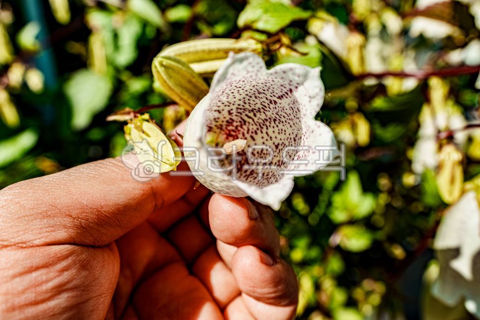 Campanula punctatalam,summer flower,flower,summerblossom,campanula punctatalam,spottedbellflower