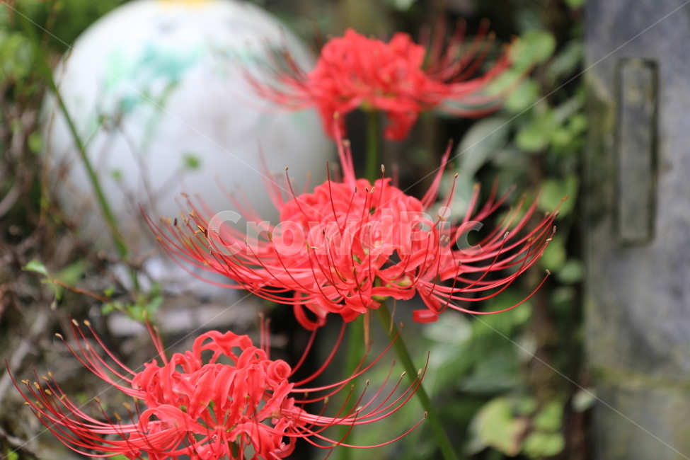 상사화,꽃무릇,식물,꽃,이룰수없는사랑,식물,자연,plants,nature,꽃,flower