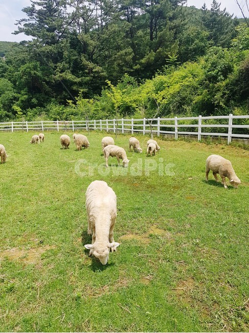 nature,자연,field,들,grassland,sheep,양,animal,목장,동물,animal,포유류,mammal