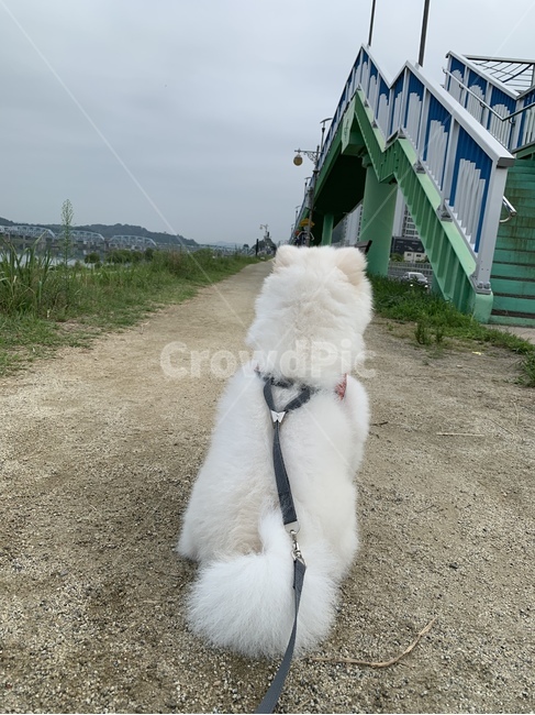 강아지,포메,귀여운,강아지산책,하얀강아지