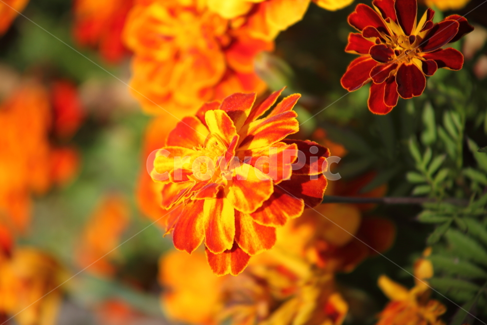 메리골드,꽃,식물,marigold,국화과,만수국,식물,자연,plants,nature,꽃,flower