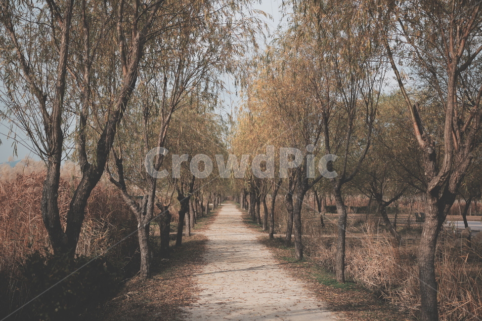 추억,길,아련한,기억,가을,가을,계절,fall,autumn,season,자연,풍경,nature,landscape,tree,나무,plant,식물