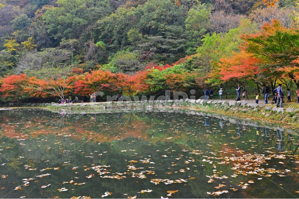 장성,백양사,백암산,추색,백양사가을,가을,계절,추경,단풍,연못,반영,단풍잎,만추,plant,식물,tree,나무,nature,자연,water,물,outdoors,옥외,가을,계절,fall,autumn,season