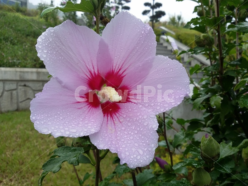 꽃,식물,flower,plant,무궁화,식물,자연,plants,nature,꽃,flower