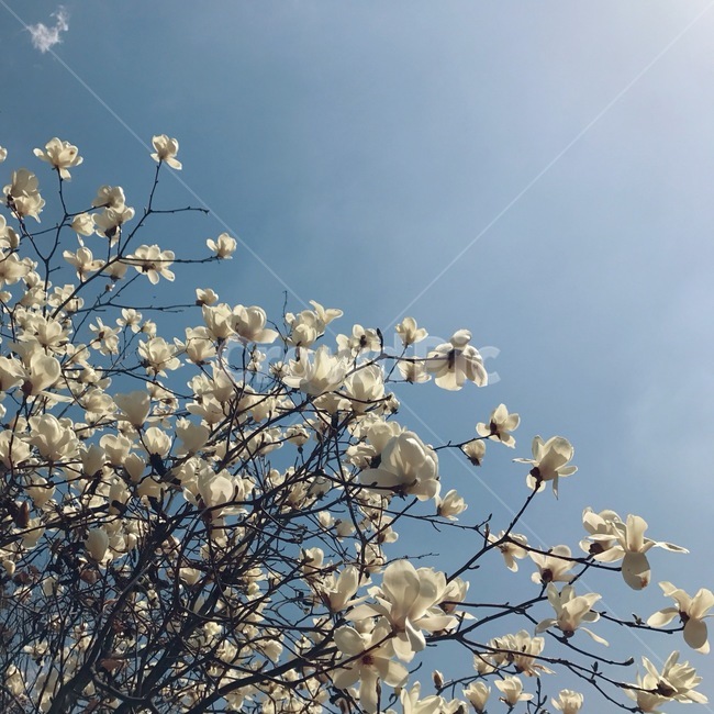 목련,봄,하늘,나뭇가지,꽃,magnolia,spring,sky,branch,flowers