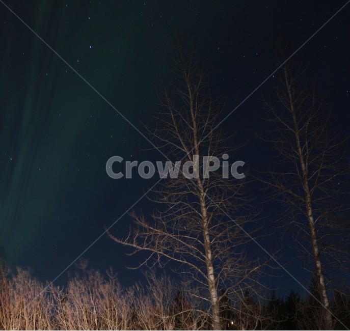 오로라,아이슬란드,하늘,밤하늘,신기루,나무,숲,야경,밤,풍경,nightscape,night,landscape,nature,자연,outdoors,옥외
