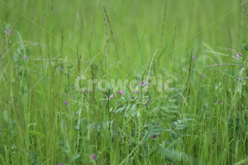 풀,잡초,초록,봄,흐림,식물,자연,plants,nature,꽃,flower