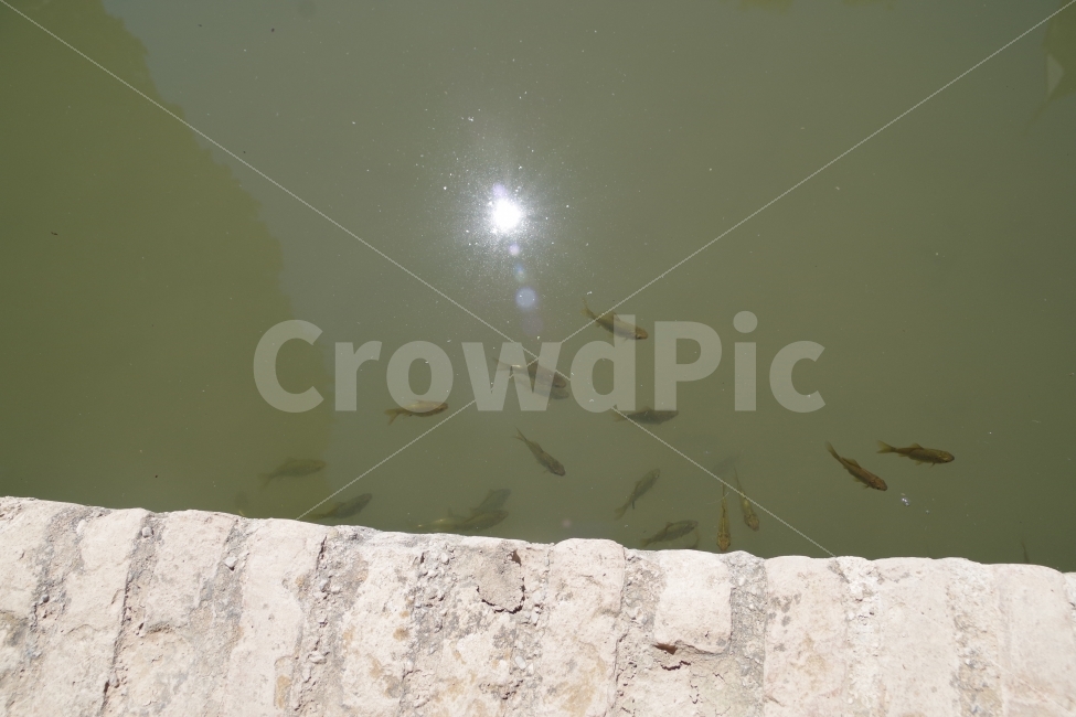 	여행,스페인,그라나다,알함브라travel,spain,grananda,alhambra,물고기,fish,동물,animal,어류,물고기,fish