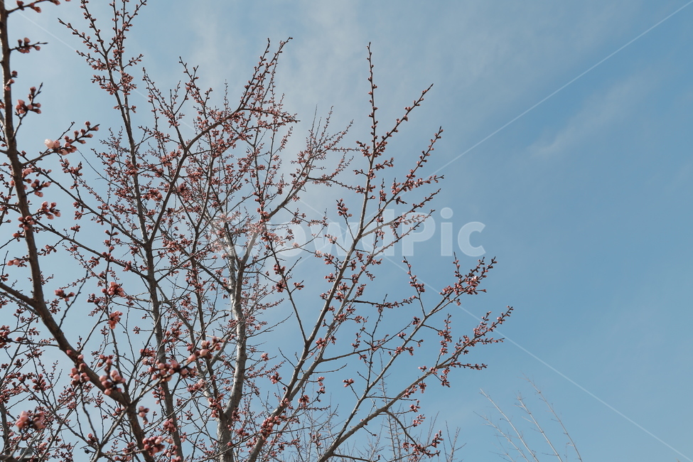 매화,꽃,Flower,홍매화,청매화,매실꽃,봄꽃,봄,계절,spring,season,식물,자연,plants,nature,꽃,flower