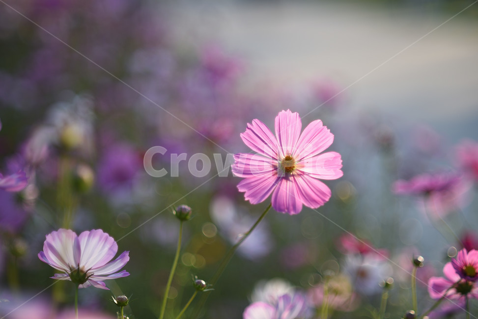 코스모스,식물,풍경,꽃,야생화,가을꽃,flower,가을,가을,계절,fall,autumn,season,식물,자연,plants,nature,꽃,flower,plant,daisies,데이지,blossom,daisy