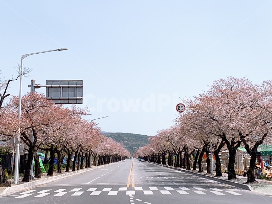 경주,벚꽃,벚꽃길,가로수길,벚꽃가로수길