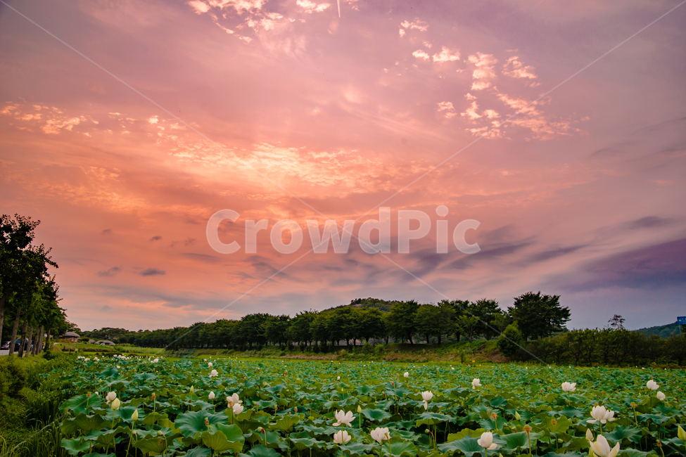 안동,하회마을,전통,세계문화유산,민속마을,낙조,일몰,자연,풍경,nature,landscape,plant,식물