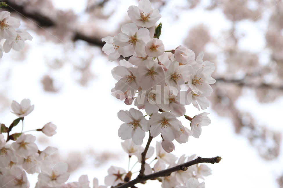 plant,flower,cherryblossom,blossom,꽃,벚꽃,식물,자연,식물,자연,plants,nature,꽃,flower