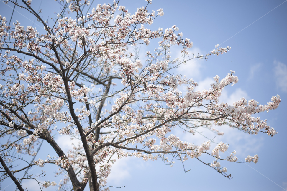 봄,벚꽃,벚꽃나무,자연,풍경,봄,계절,spring,season,자연,풍경,nature,landscape,plant,식물,blossom,꽃,flower,cherry blossom