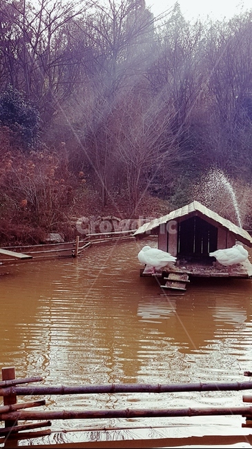 거위,동물,야생,햇살,호수,부부,물,goose,animal,wild,sunshine,lake,couple,water,warm,따뜻함,평온
