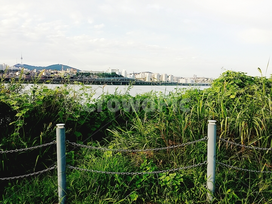 한강,풀숲,울타리,풀,잡초,강,사슬,식물,연못,초록,한강공원,도시,풍경,city,landscape,green,vegetation,초목,plant,outdoors,옥외,land,땅,nature,자연