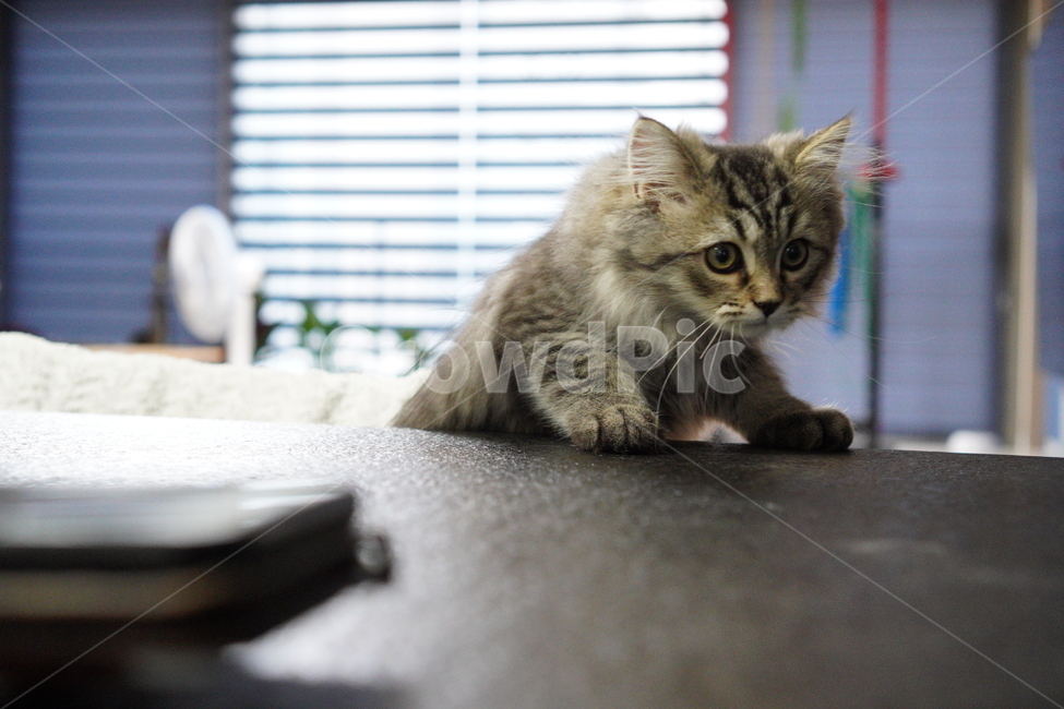 고양이,아기고양이,어린고양이,페르시안고양이,냥이,반려묘,동물,animal,포유류,mammal,고양이,cat,kitten,kitty
