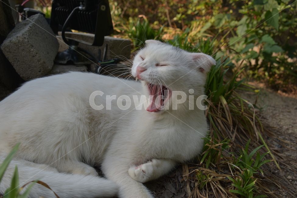 고양이,cat,하품,나른한,귀여운,자연의고양이
