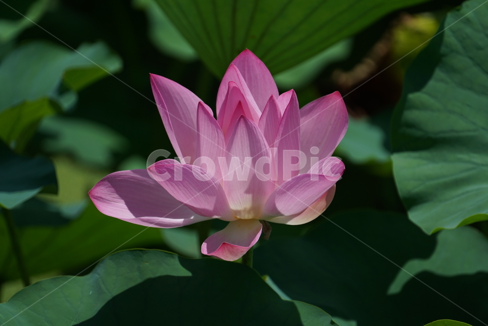 연꽃,식물,꽃,백합,뿌리식물,불교,flower,식물,자연,plants,nature,꽃,flower
