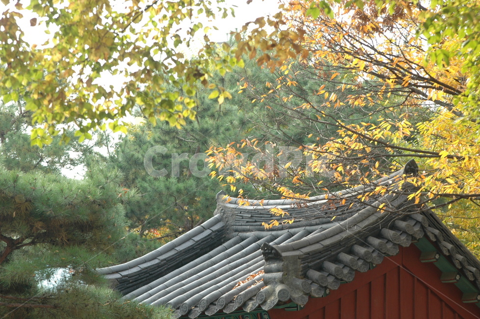 가을,계절,기와,전통,햇살,가을,계절,fall,autumn,season,한국전통,한국문화,korean traditional,korean culture,건축물,건물외관,exterior,building,structure,architecture,construction