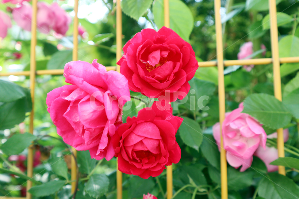 꽃,장미,식물,붉은장미,rose,식물,자연,plants,nature,꽃,flower