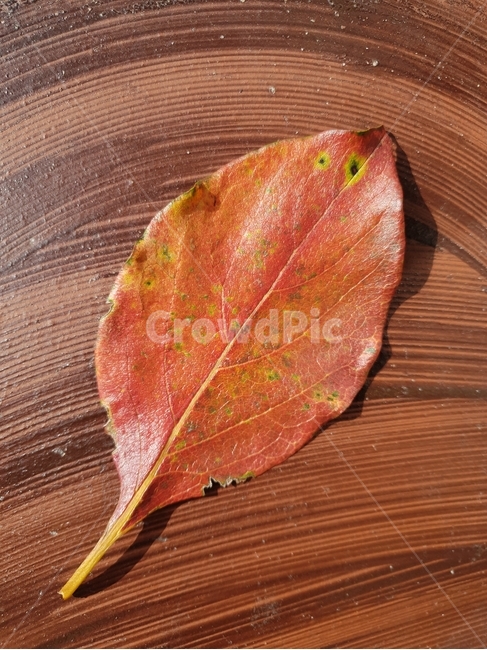 자연,가을,나뭇잎,단풍,잎,시골,식물,plant,leaf,가을,계절,fall,autumn,season,veins,정맥