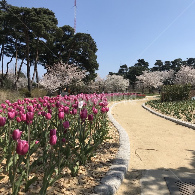 강원도,산책로,공원,튤립,꽃,gangwondo,walk,park,tulip,flower