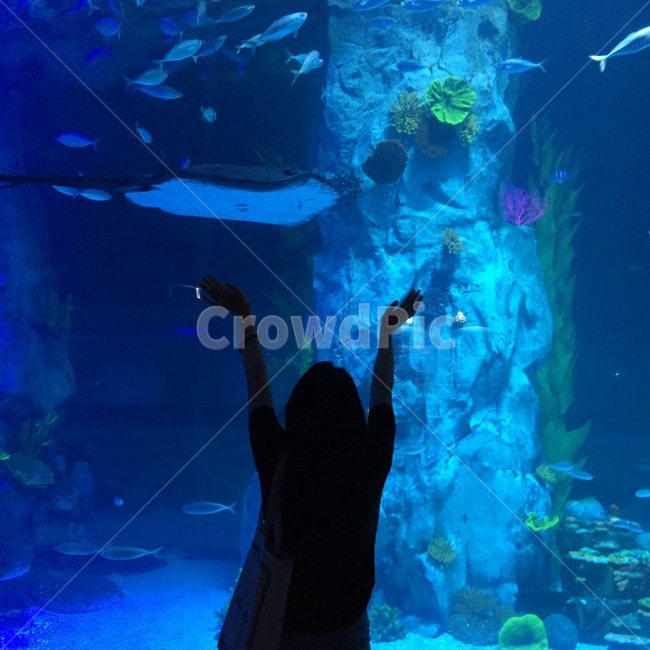 물고기,물,수족관,해양생물,sealife,실루엣,그림자,silhouette,shadow,인물실루엣,사람실루엣,character silhouette,human silhouette,water,aquatic,물의,sea life,해양 생물,aquarium,animal,동물