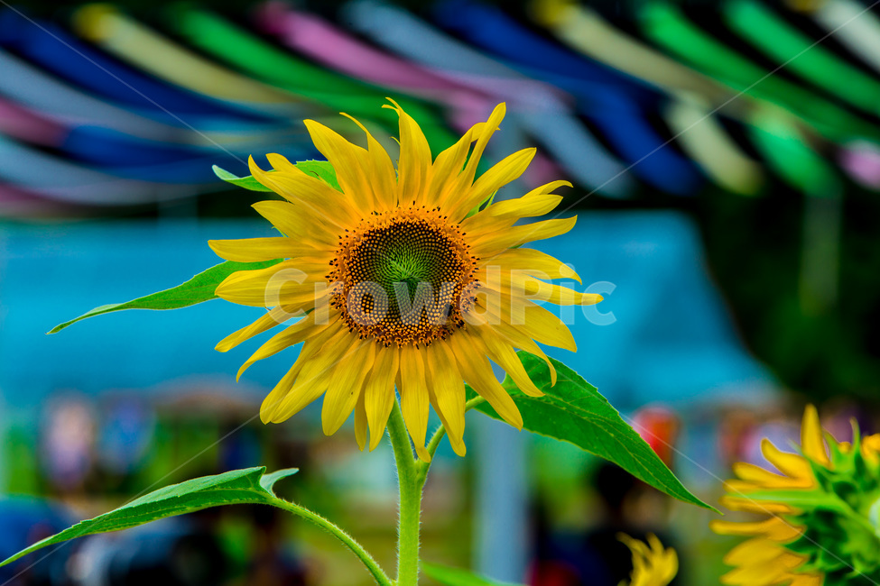 해바라기,문양,무늬,열정,자연,식물,자연,plants,nature,꽃,flower