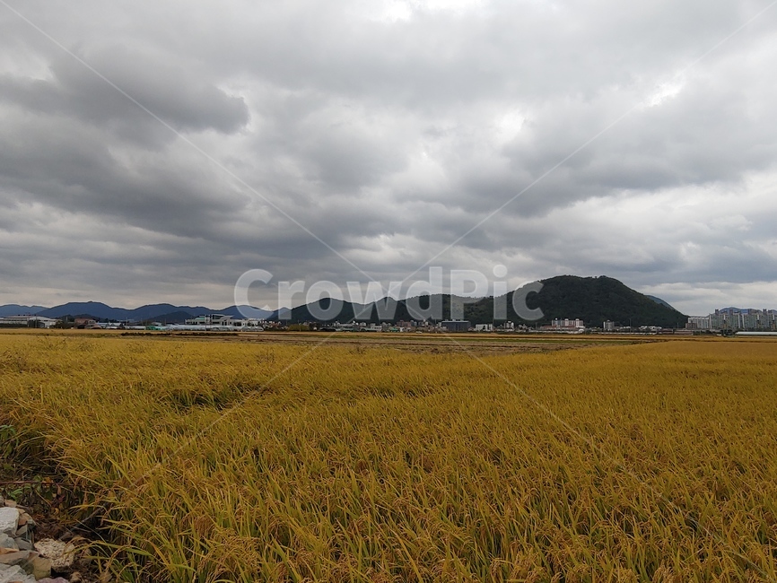 nature,자연,날씨,weather,grassland,들,field,들판,가을,흐림,구름낀날,흐린날,농촌,풍경,농업,농사,agriculture,farming,farming industry