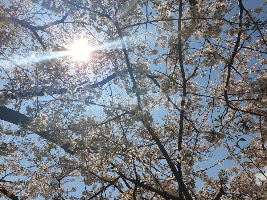 벚꽃,봄,달맞이고개,꽃,하늘