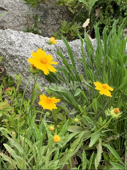 금계국,코스모스,들국화,국화,노란색,길,공원,식물,자연,plants,nature,꽃,flower