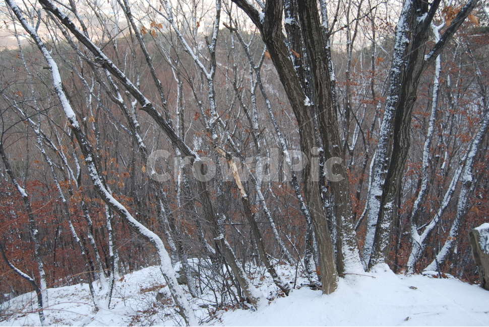 겨울산,공원,휴양림,탐방로,자연,겨울,계절,winter,season,식물,자연,plants,nature,나무,trees,wood