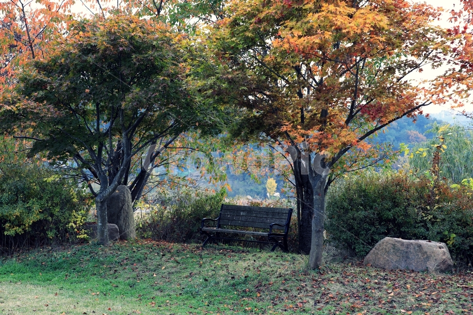 의자,벤치,나무,가을,단풍,나무줄기,가을,계절,fall,autumn,season,tree,plant,식물,tree trunk,나무 줄기