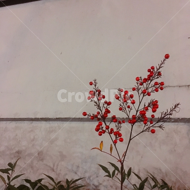 빨간열매,담,담벼락,나무,겨울,식물,자연,plants,nature,과일,열매,fruit